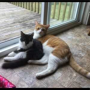 Meet your Posher, Amelia